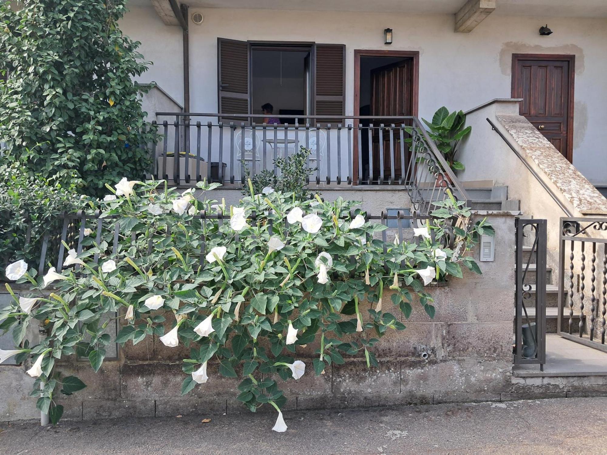 Appartamento A Casa Ida Bagnoregio Esterno foto